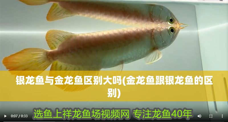 銀龍魚與金龍魚區別大嗎(金龍魚跟銀龍魚的區別)