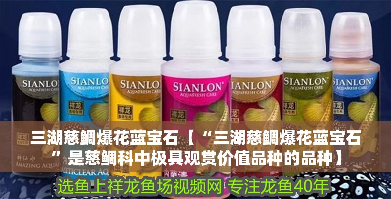 三湖慈鯛爆花藍寶石【“三湖慈鯛爆花藍寶石”是慈鯛科中極具觀賞價值品種的品種】
