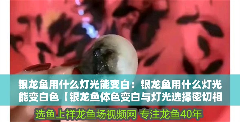 銀龍魚用什么燈光能變白：銀龍魚用什么燈光能變白色【銀龍魚體色變白與燈光選擇密切相關，銀龍魚體色變化】