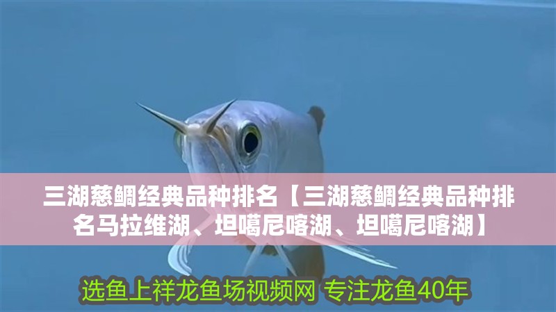 三湖慈鯛經典品種排名【三湖慈鯛經典品種排名馬拉維湖、坦噶尼喀湖、坦噶尼喀湖】