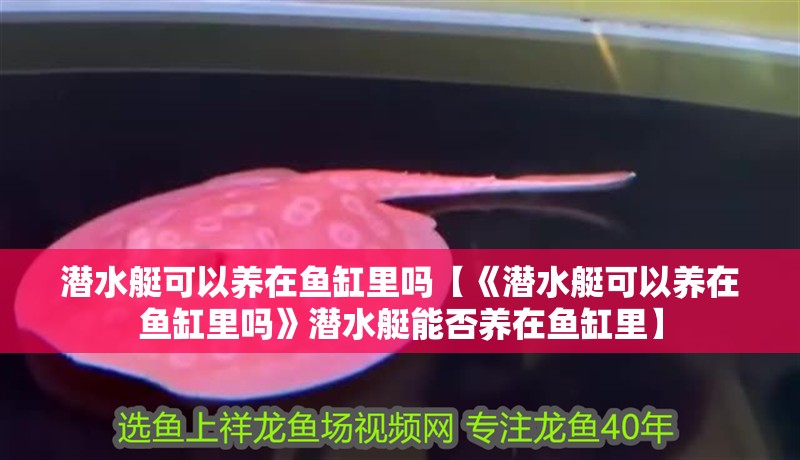 潛水艇可以養在魚缸里嗎【《潛水艇可以養在魚缸里嗎》潛水艇能否養在魚缸里】