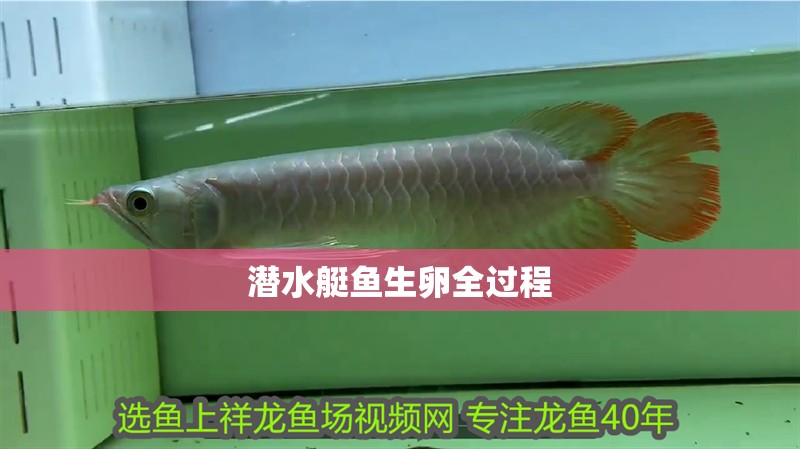 潛水艇魚生卵全過程 龍魚論壇 潛水艇魚生卵全過程 潛水艇魚生卵全過程 龍魚論壇