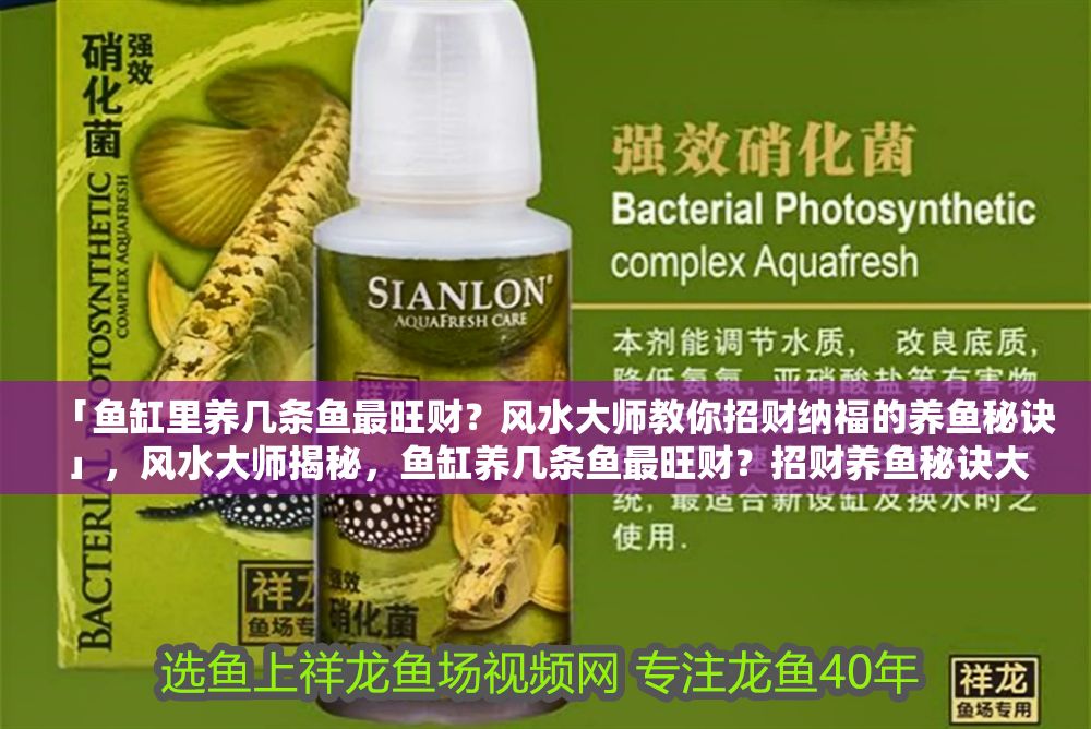 「魚缸里養幾條魚最旺財？風水大師教你招財納福的養魚秘訣」，風水大師揭秘，魚缸養幾條魚最旺財？招財養魚秘訣大公開