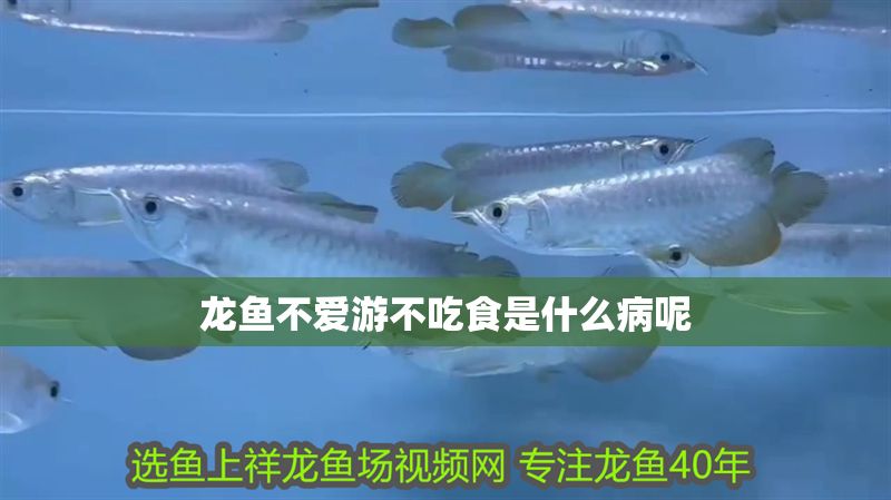 龍魚不愛游不吃食是什么病呢
