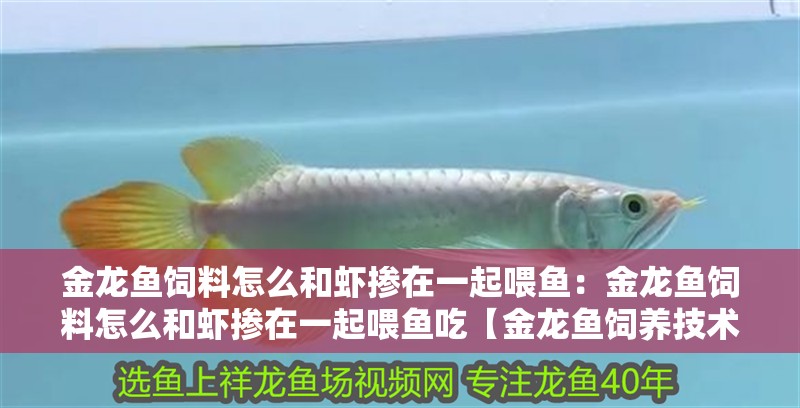 金龍魚飼料怎么和蝦摻在一起喂魚：金龍魚飼料怎么和蝦摻在一起喂魚吃【金龍魚飼養(yǎng)技術(shù)｜金龍魚飼養(yǎng)技術(shù)】
