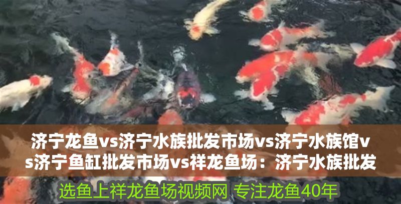 濟(jì)寧龍魚(yú)vs濟(jì)寧水族批發(fā)市場(chǎng)vs濟(jì)寧水族館vs濟(jì)寧魚(yú)缸批發(fā)市場(chǎng)vs祥龍魚(yú)場(chǎng)：濟(jì)寧水族批發(fā)市場(chǎng)
