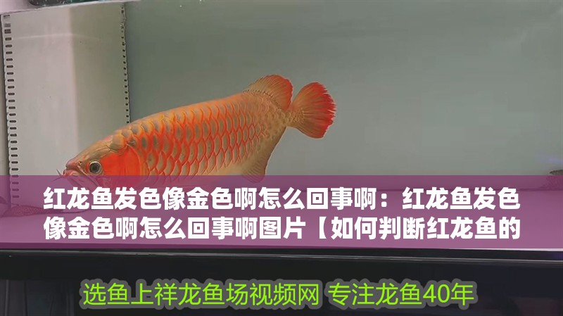 紅龍魚發色像金色啊怎么回事?。杭t龍魚發色像金色啊怎么回事啊圖片【如何判斷紅龍魚的金色】