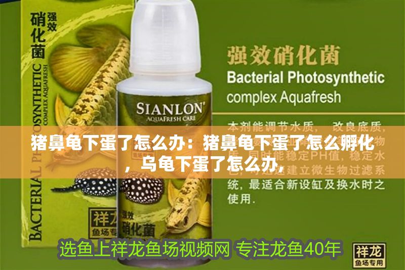 豬鼻龜下蛋了怎么辦：豬鼻龜下蛋了怎么孵化，烏龜下蛋了怎么辦,