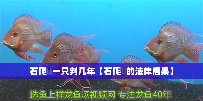 石爬鮡一只判幾年【石爬鮡的法律后果】