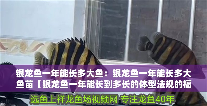 銀龍魚一年能長多大魚：銀龍魚一年能長多大魚苗【銀龍魚一年能長到多長的體型法規的福利法規的實施】