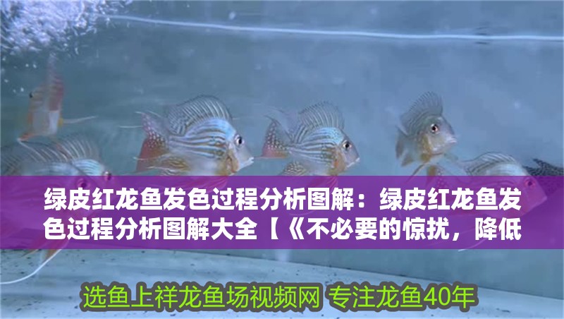 綠皮紅龍魚發色過程分析圖解：綠皮紅龍魚發色過程分析圖解大全【《不必要的驚擾，降低壓力水平同樣有利于健康發育】