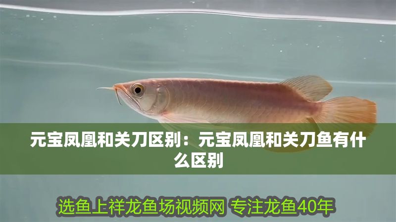 元寶鳳凰和關刀區別：元寶鳳凰和關刀魚有什么區別