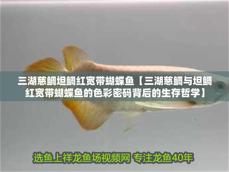 三湖慈鯛坦鯛紅寬帶蝴蝶魚【三湖慈鯛與坦鯛紅寬帶蝴蝶魚的色彩密碼背后的生存哲學】