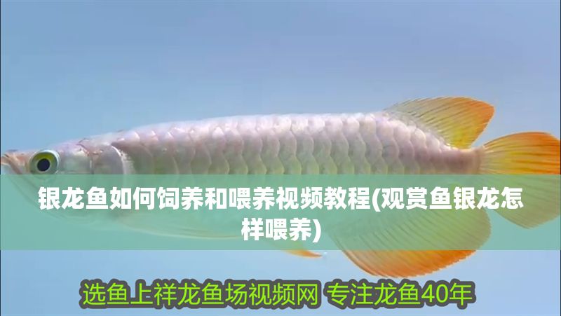 銀龍魚如何飼養(yǎng)和喂養(yǎng)視頻教程(觀賞魚銀龍怎樣喂養(yǎng))