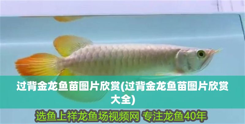 過背金龍魚苗圖片欣賞(過背金龍魚苗圖片欣賞大全)