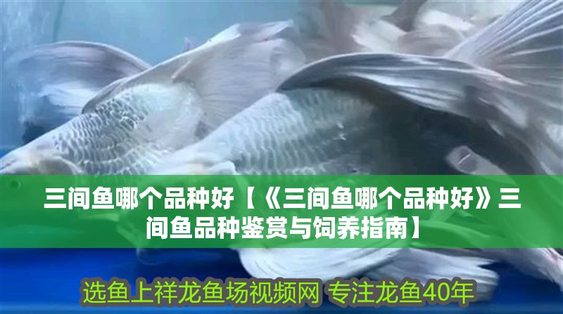 三間魚哪個品種好【《三間魚哪個品種好》三間魚品種鑒賞與飼養(yǎng)指南】