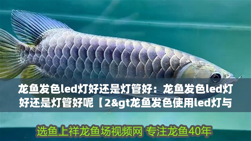 龍魚發(fā)色led燈好還是燈管好：龍魚發(fā)色led燈好還是燈管好呢【2&gt龍魚發(fā)色使用led燈與燈管分區(qū)控制】