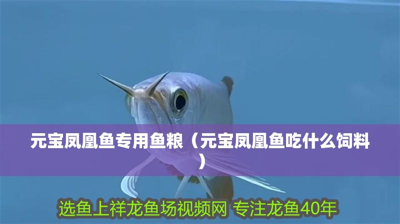 元寶鳳凰魚專用魚糧（元寶鳳凰魚吃什么飼料）