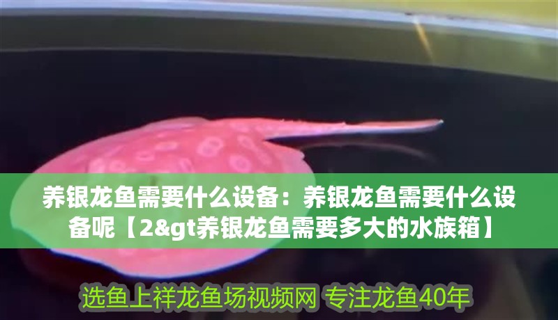 養銀龍魚需要什么設備：養銀龍魚需要什么設備呢【2&gt養銀龍魚需要多大的水族箱】