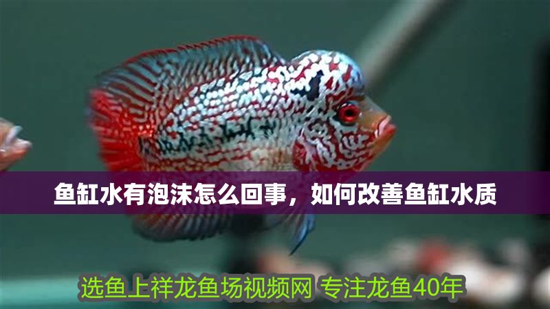 魚缸水有泡沫怎么回事，如何改善魚缸水質(zhì)