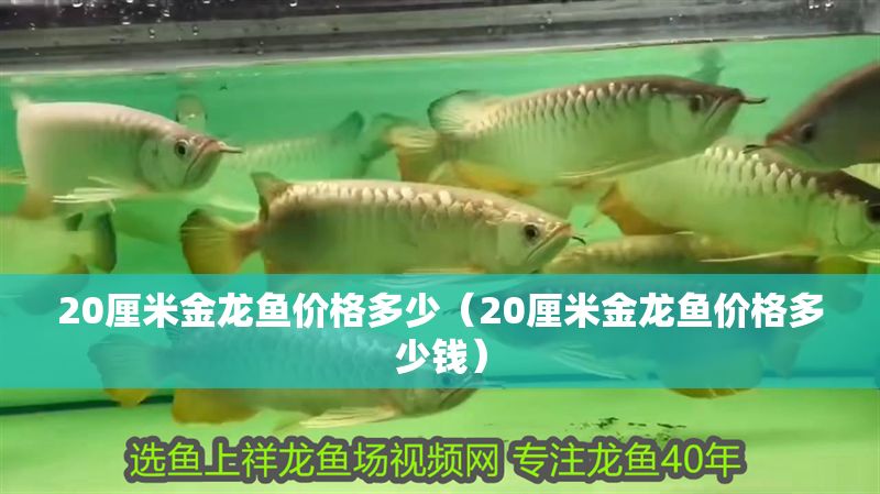 20厘米金龍魚價(jià)格多少(20厘米金龍魚價(jià)格多少錢) 元寶鳳凰魚百科 第1張 20厘米金龍魚價(jià)格多少(20厘米金龍魚價(jià)格多少錢) 20厘米金龍魚價(jià)格多少(20厘米金龍魚價(jià)格多少錢) 元寶鳳凰魚百科 第1張