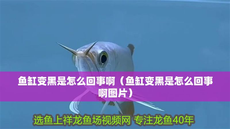 魚缸變黑是怎么回事啊（魚缸變黑是怎么回事啊圖片）