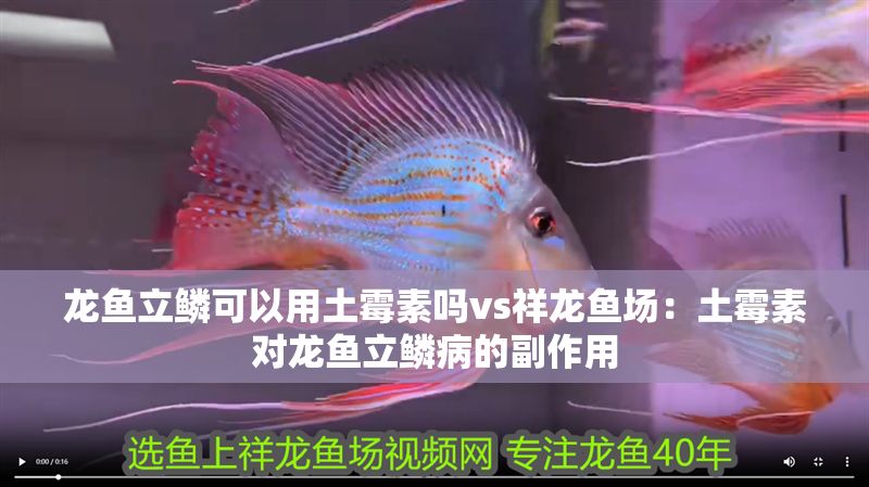 龍魚立鱗可以用土霉素嗎vs祥龍魚場：土霉素對龍魚立鱗病的副作用