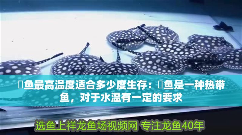魟魚最高溫度適合多少度生存：魟魚是一種熱帶魚，對于水溫有一定的要求