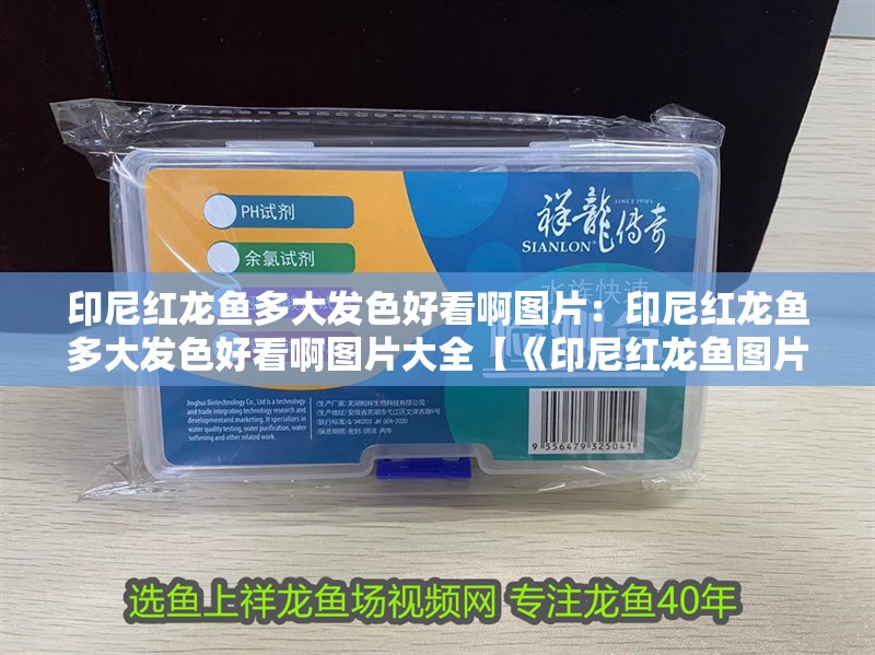 印尼紅龍魚多大發色好看啊圖片：印尼紅龍魚多大發色好看啊圖片大全【《印尼紅龍魚圖片集錦摘要》印尼紅龍魚圖片大全】