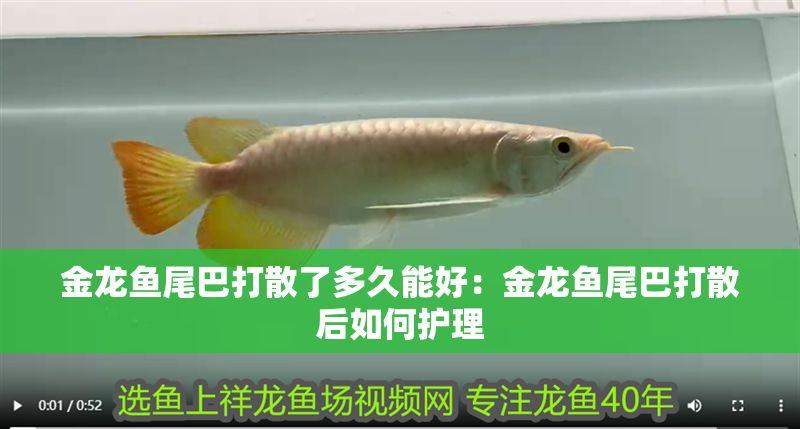金龍魚尾巴打散了多久能好：金龍魚尾巴打散后如何護理