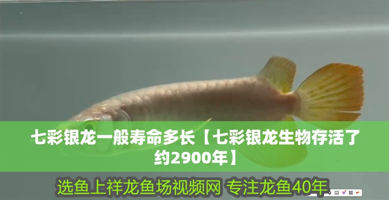 七彩銀龍一般壽命多長【七彩銀龍生物存活了約2900年】
