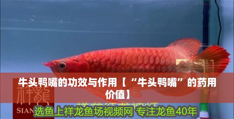 牛頭鴨嘴的功效與作用【“牛頭鴨嘴”的藥用價值】 牛頭鴨嘴的功效與作用【“牛頭鴨嘴”的藥用價值】 龍魚論壇