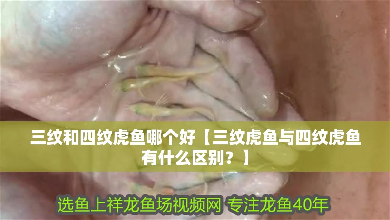 三紋和四紋虎魚哪個好【三紋虎魚與四紋虎魚有什么區別？】