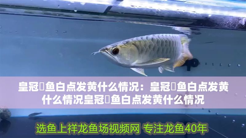 皇冠魟魚白點發黃什么情況:皇冠魟魚白點發黃什么情況皇冠魟魚白點發黃什么情況 魟魚百科 第2張 皇冠魟魚白點發黃什么情況:皇冠魟魚白點發黃什么情況皇冠魟魚白點發黃什么情況 皇冠魟魚白點發黃什么情況:皇冠魟魚白點發黃什么情況皇冠魟魚白點發黃什么情況 魟魚百科 第2張