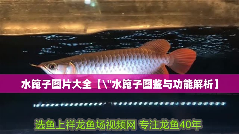 水篦子圖片大全【\