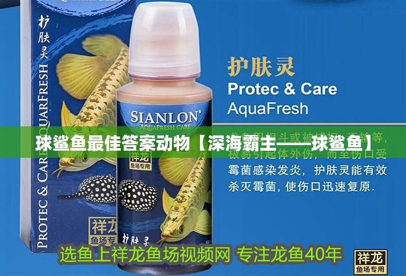 球鯊魚最佳答案動物【深海霸主——球鯊魚】