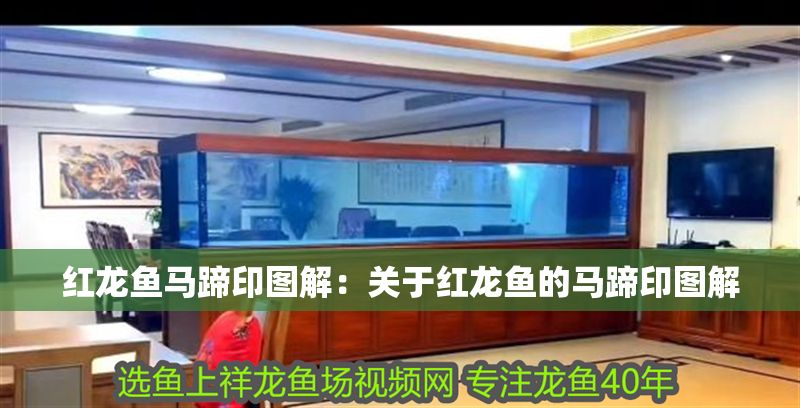 紅龍魚馬蹄印圖解：關(guān)于紅龍魚的馬蹄印圖解