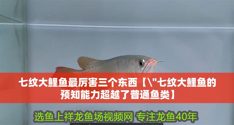 詳細閱讀:七紋大鯉魚最厲害三個東西【\ 七紋大鯉魚最厲害三個東西【\