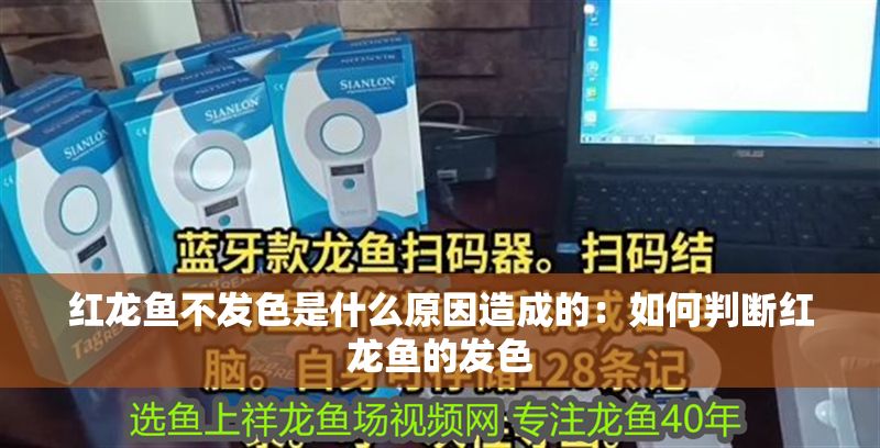 紅龍魚不發(fā)色是什么原因造成的：如何判斷紅龍魚的發(fā)色