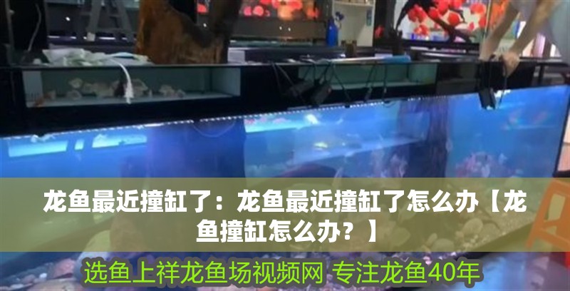 龍魚最近撞缸了：龍魚最近撞缸了怎么辦【龍魚撞缸怎么辦？】