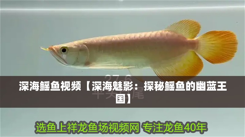 深海鰩魚視頻【深海魅影：探秘鰩魚的幽藍王國】