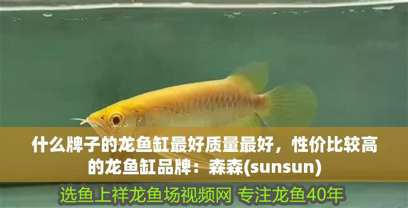 什么牌子的龍魚缸最好質量最好，性價比較高的龍魚缸品牌：森森(sunsun)