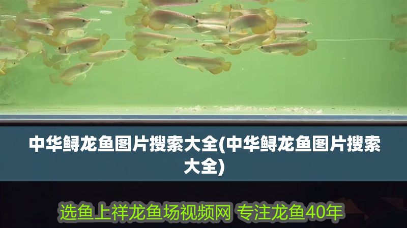 中華鱘龍魚圖片搜索大全(中華鱘龍魚圖片搜索大全)