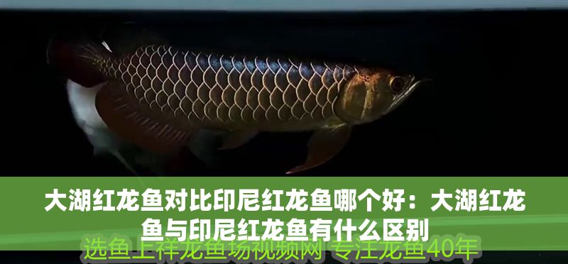 大湖紅龍魚對比印尼紅龍魚哪個好：大湖紅龍魚與印尼紅龍魚有什么區別