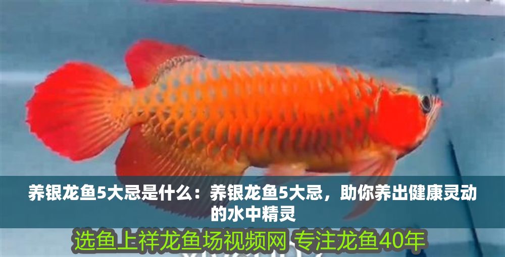 養銀龍魚5大忌是什么：養銀龍魚5大忌，助你養出健康靈動的水中精靈