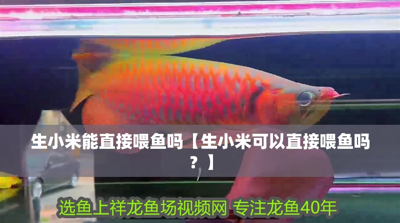 生小米能直接喂魚嗎【生小米可以直接喂魚嗎？】