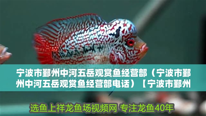寧波市鄞州中河五岳觀賞魚經營部（寧波市鄞州中河五岳觀賞魚經營部電話）【寧波市鄞州中河五岳觀賞魚經營部】