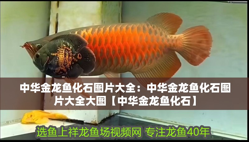 中華金龍魚化石圖片大全：中華金龍魚化石圖片大全大圖【中華金龍魚化石】