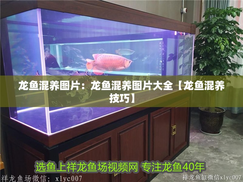 龍魚混養(yǎng)圖片：龍魚混養(yǎng)圖片大全【龍魚混養(yǎng)技巧】