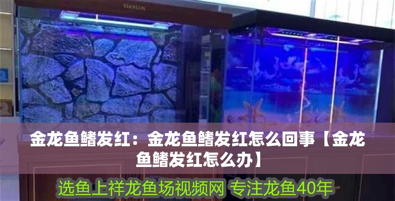 金龍魚鰭發紅：金龍魚鰭發紅怎么回事【金龍魚鰭發紅怎么辦】